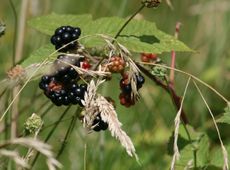 Brombeeren-1.jpg